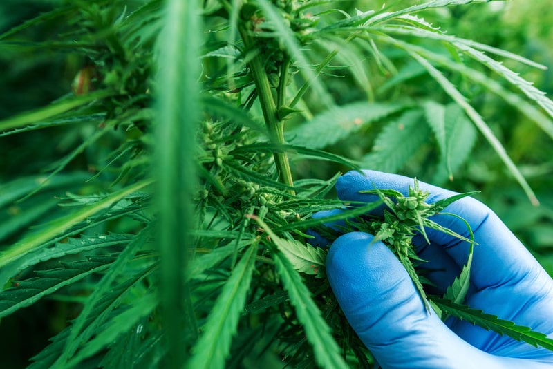tratamento com cannabis planta
