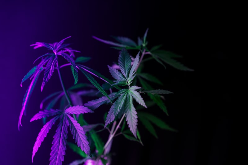 tratamentos para sindrome de ehlers danlos cannabis
