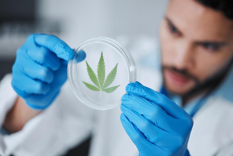 canabicromeno estudante