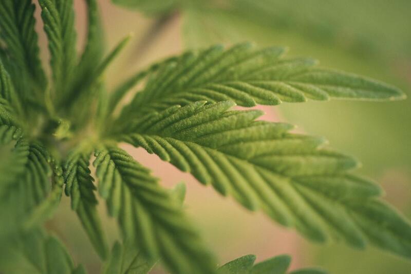 folha de cannabis cbd