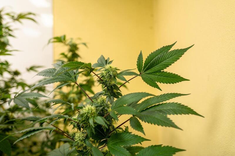 folha de cannabis folhas