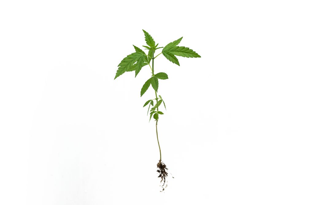 Como bactérias e fungos transformam o cultivo do cânhamo