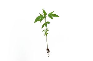 Como bactérias e fungos transformam o cultivo do cânhamo