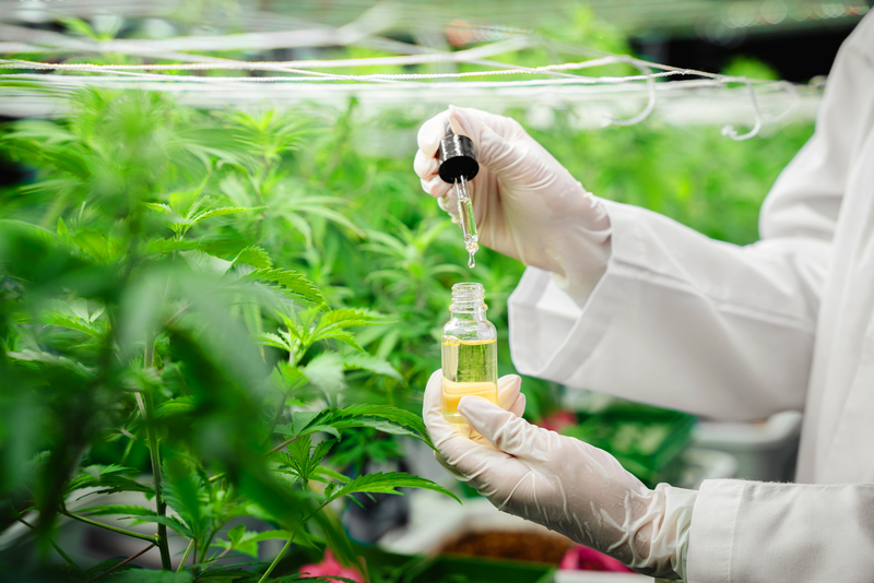 CBD antioxidante como usar