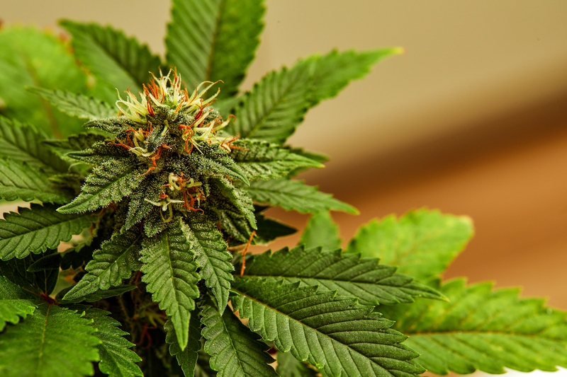 fitocanabinoides cbd