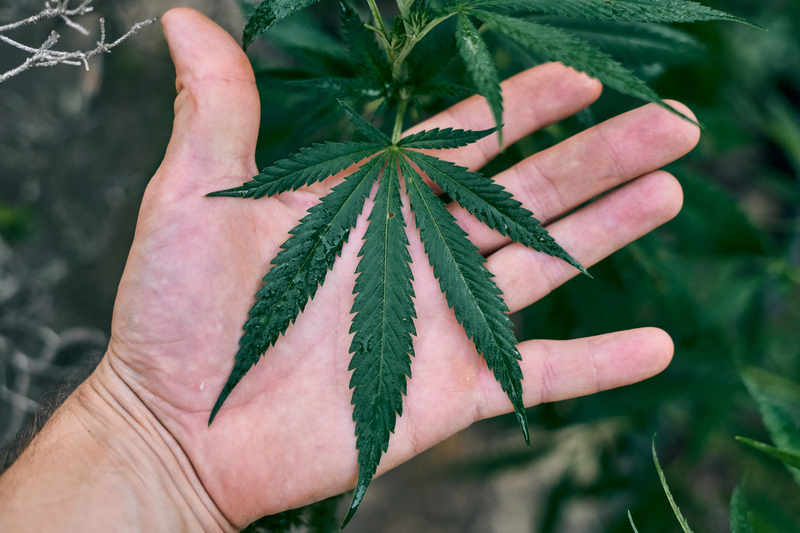 fitocanabinoides thc
