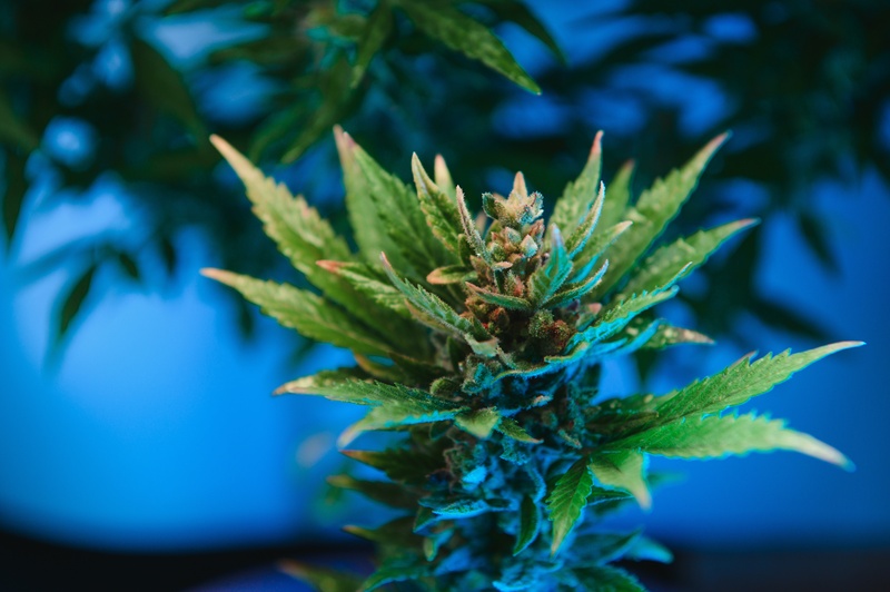 autorizacao para cultivo de cannabis para doencas