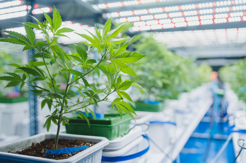 autorizacao para cultivo de cannabis