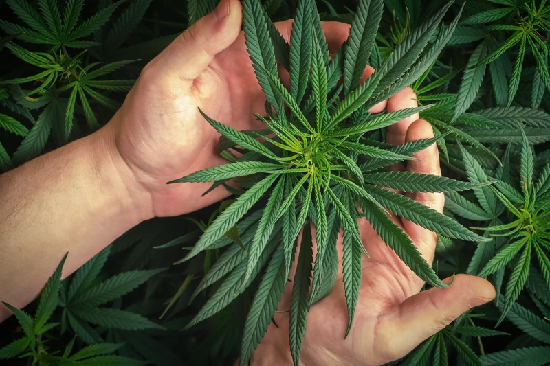 autorizacao para cultivo