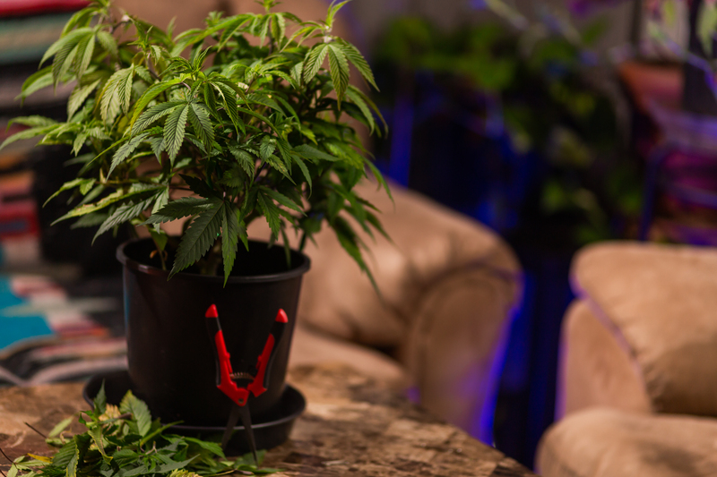 como obter autorizacao para cultivo