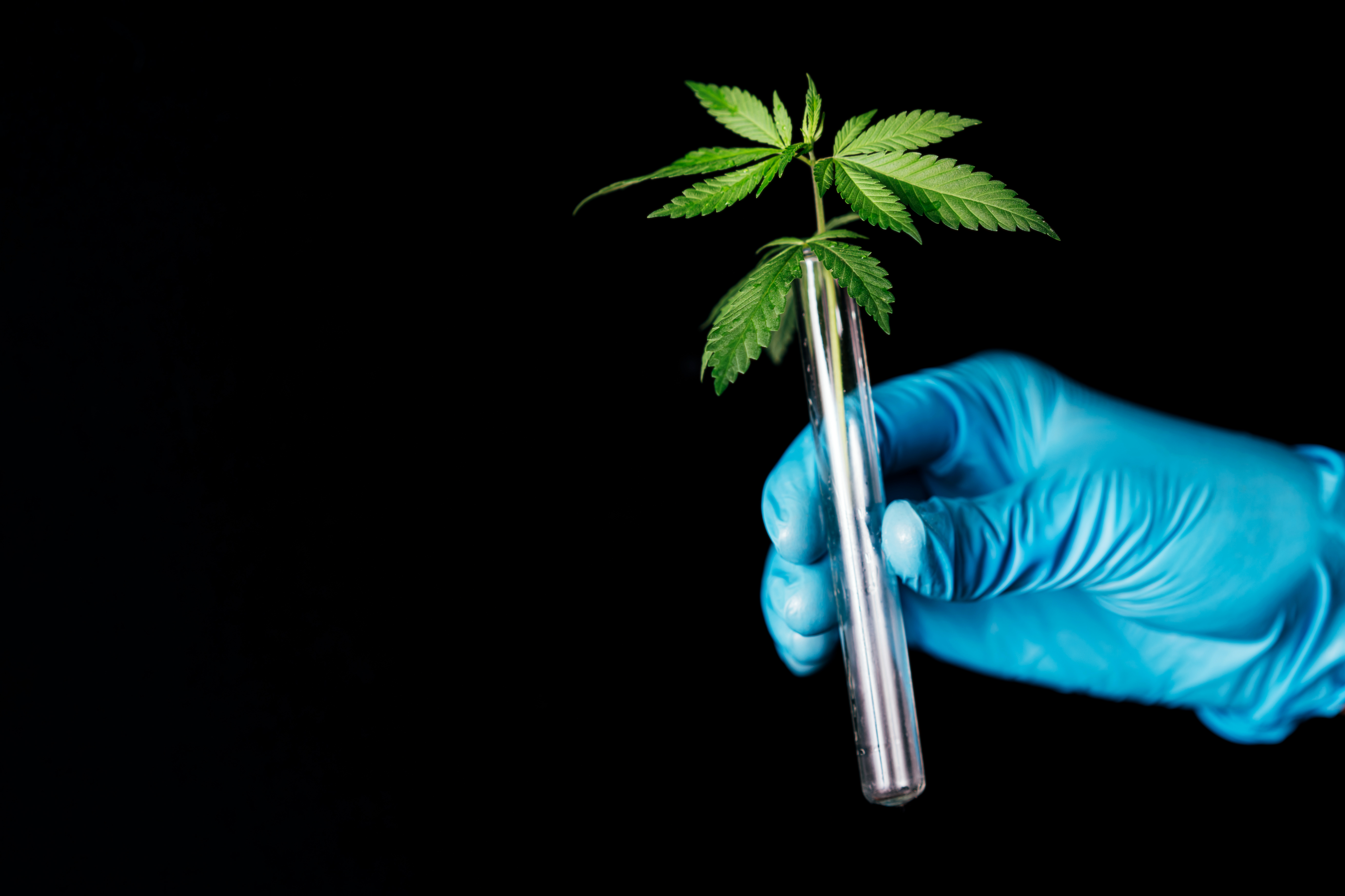 Canabielsoxa: novo canabinoide é identificado por pesquisadores