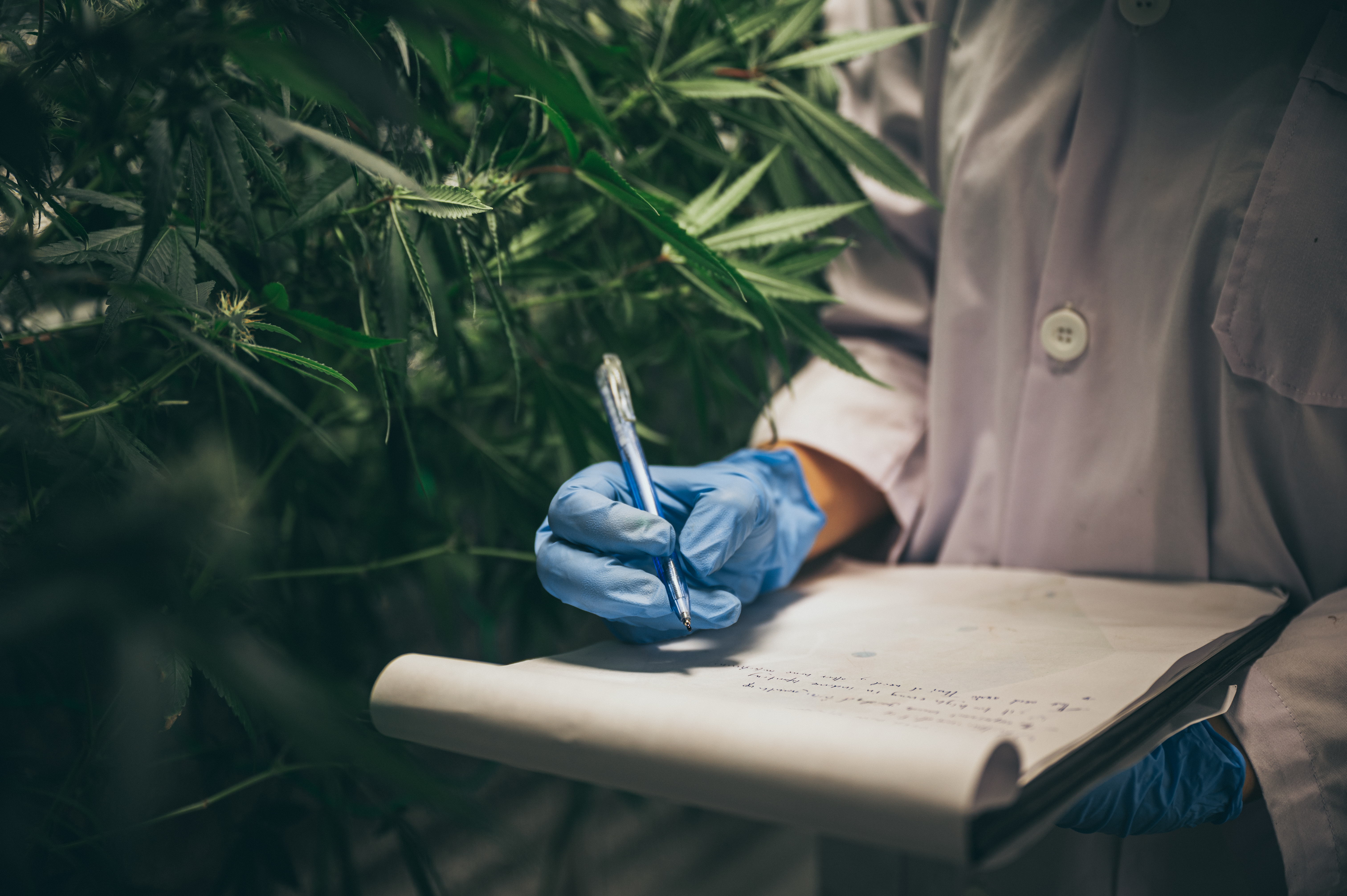 Por que estudantes de Medicina buscam curso sobre sistema endocanabinoide