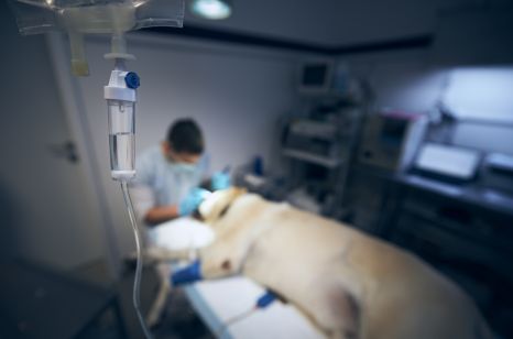 Como o CBD pode ajudar com os efeitos colaterais da quimioterapia em cães