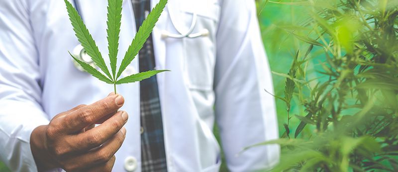 Transtornos relacionados à Cannabis: o que não te contaram