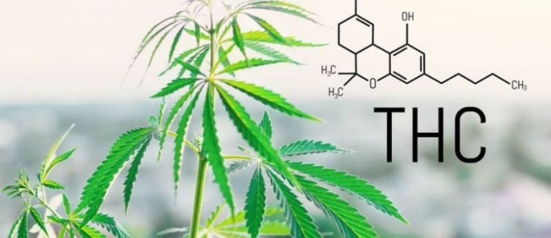 cannabis-tourette