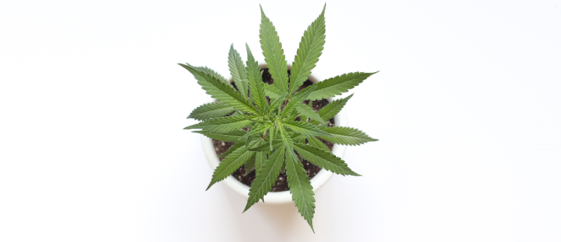 Agenda 420 veja os eventos que vão rolar no Dia da Maconha