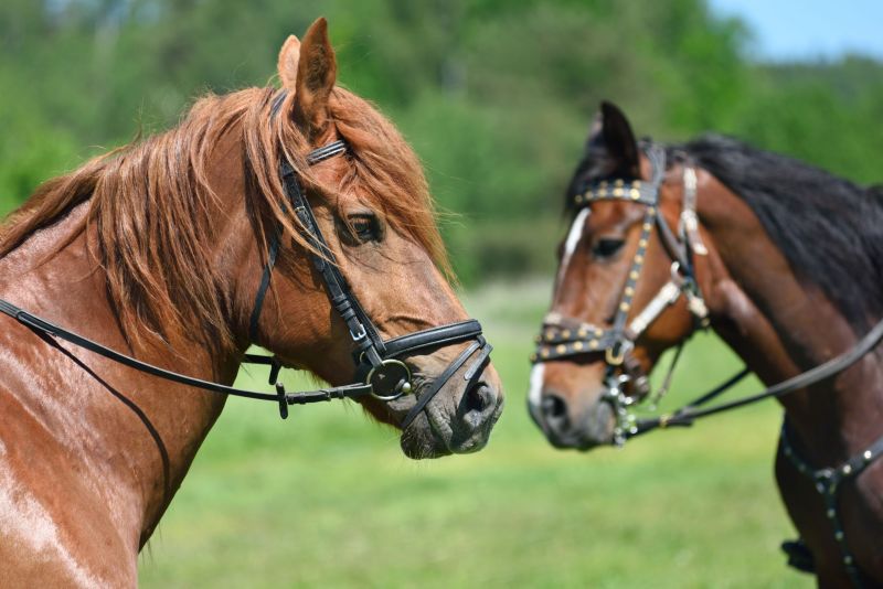 Cannabis para cavalos- um novo tratamento para dores e osteoartrite