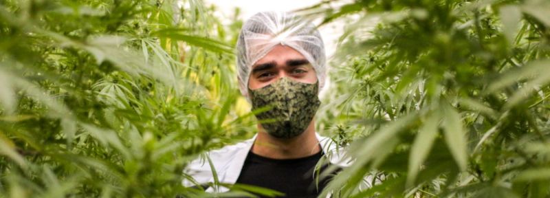 Cannabis-tratamento-medicos-linha-de-frente-covid