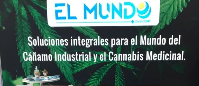 maior-cultivo-cbd