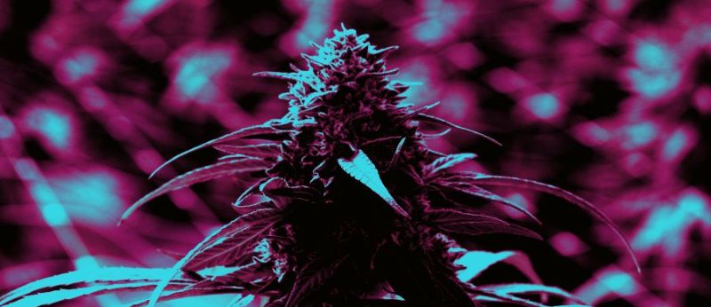 Nova técnica pode transformar controle de qualidade de Cannabis