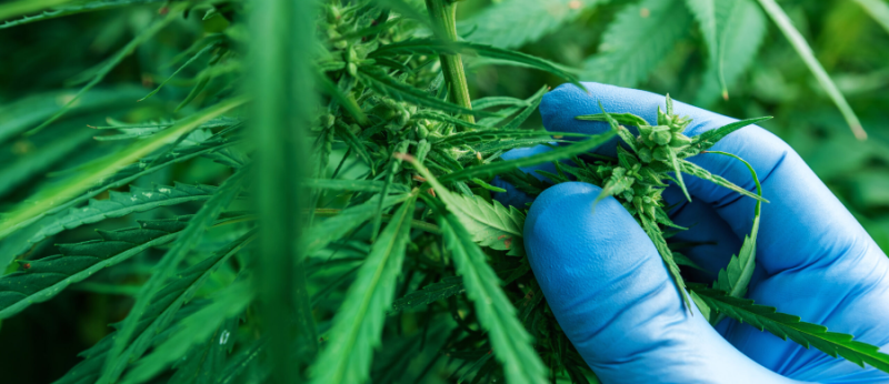 Os números da Cannabis no Uruguai 6 anos após início das vendas