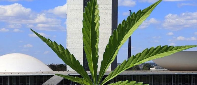 cannabis-camara