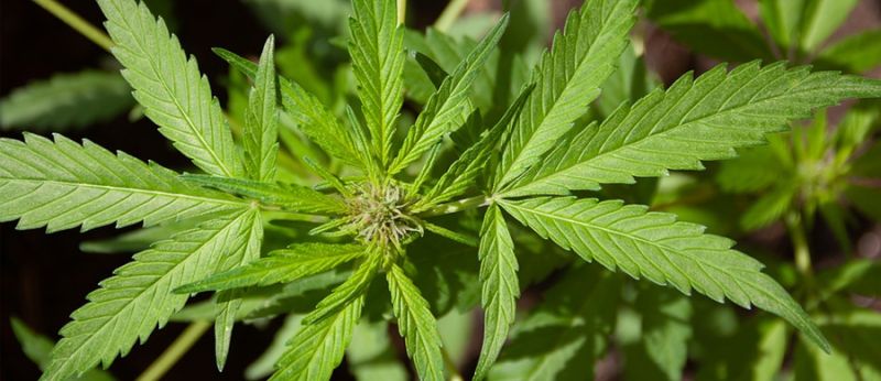 cannabis zero thc