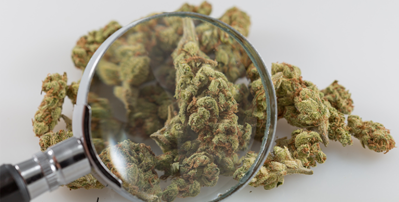 Dia do estudante: dicas para quem quer estudar a Cannabis