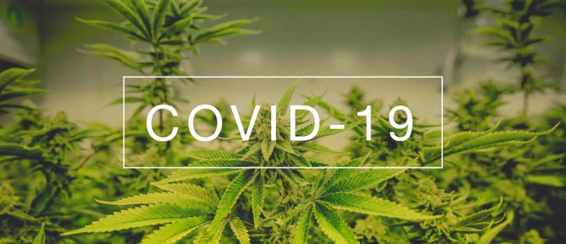 Canabidiol reduz os danos da Covid-19 no pulmão, revela pesquisa dos EUA