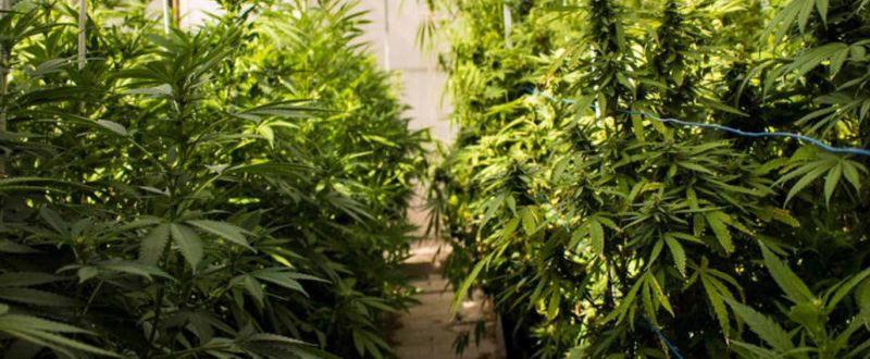 arquivo pessoal | Cultivo legalizado da associação Abrace Esperança, da Paraíba