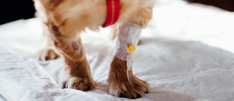 veterinario