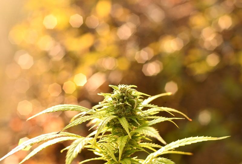 delta 8 thc flores de canabidiol