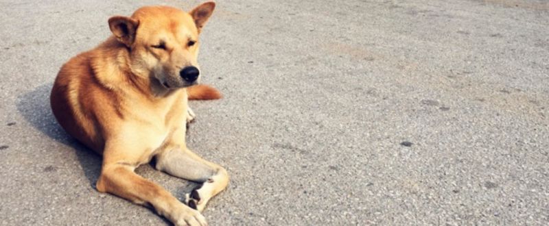 dog