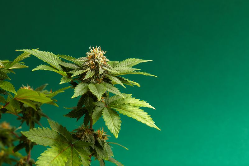 fitocanabinoides da cannabis