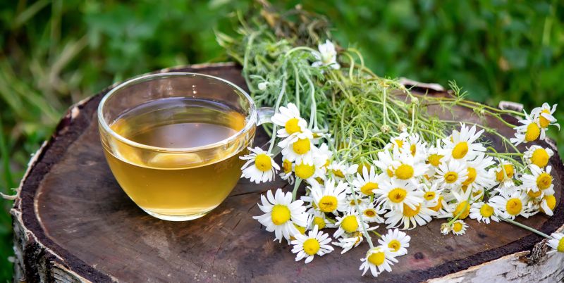 Como a camomila age no sistema endocanabinoide para promover efeitos relaxantes