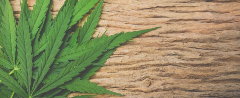 hemp