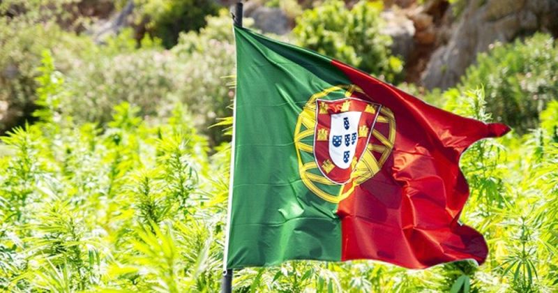 Aprovada nova regulamentação para o cultivo de cânhamo