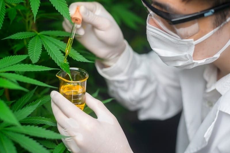 thc canabidiol pesquisa