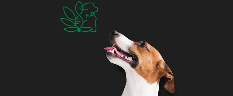 Departamento de Ciências Veterinárias-UFPB/Reprodução | Planta pode ser usada em casos de câncer, dor crônica e questões neurológicas de animais como cães e gatos
