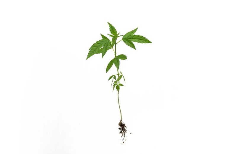 Como bactérias e fungos transformam o cultivo do cânhamo
